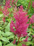 Pflanze im Grotopf rote Astilbe Fanal leuchtende Schnheit auch im Schatten
